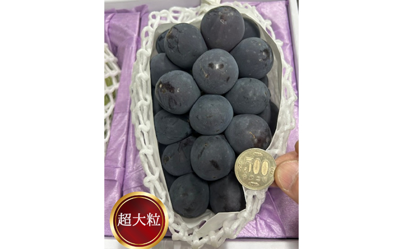 ぶどう 2026年 先行予約 ぼっけえ 大粒 ニューピオーネ 1房(800g以上) 化粧箱入り ブドウ 葡萄 岡山県産 国産 フルーツ 果物 ギフト