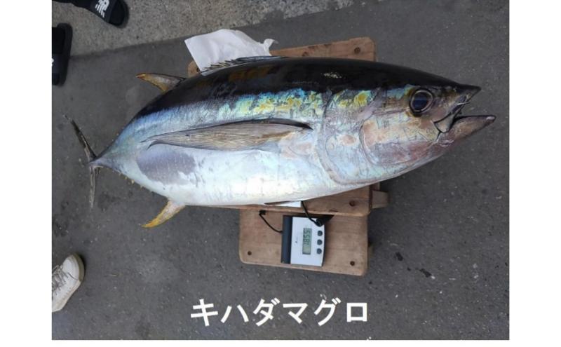 茅ヶ崎・釣り船　まごうの丸乗船券5,000円分　チケット 乗船券 乗船チケット 釣り フィッシング 釣船 乗合船 相模湾 ライト五目 タイ五目 シロギス カツオ キハダマグロ ヤリイカ