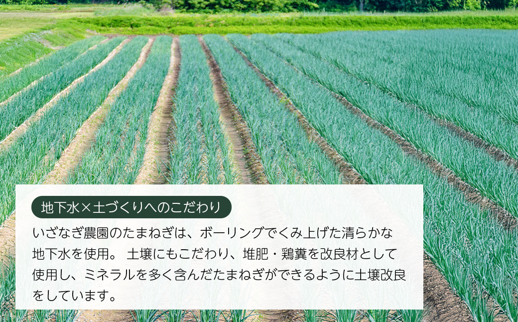 いざなぎ農園の淡路島たまねぎ 10kg　　[玉ねぎ 玉葱]