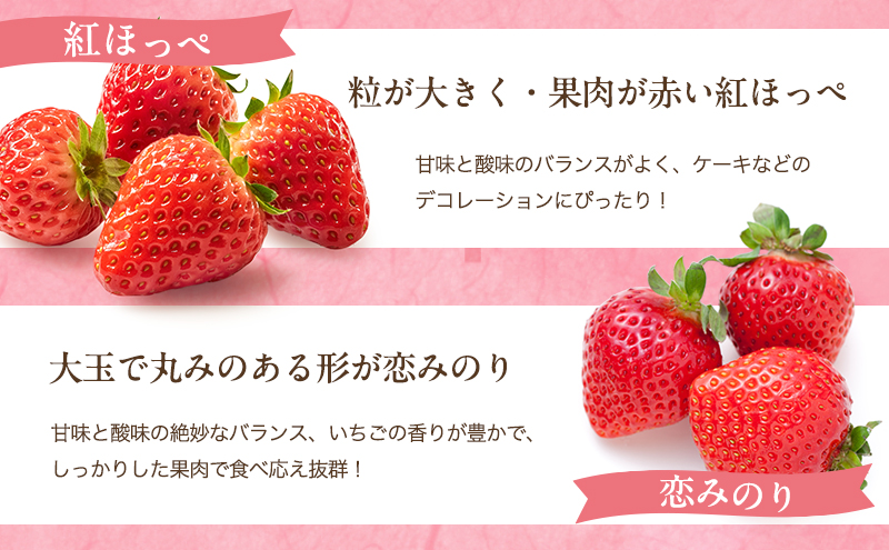 いちご 2026年 先行予約 いちごの宝石箱 1箱 12粒入り イチゴ 苺 果物 岡山県 赤磐市 