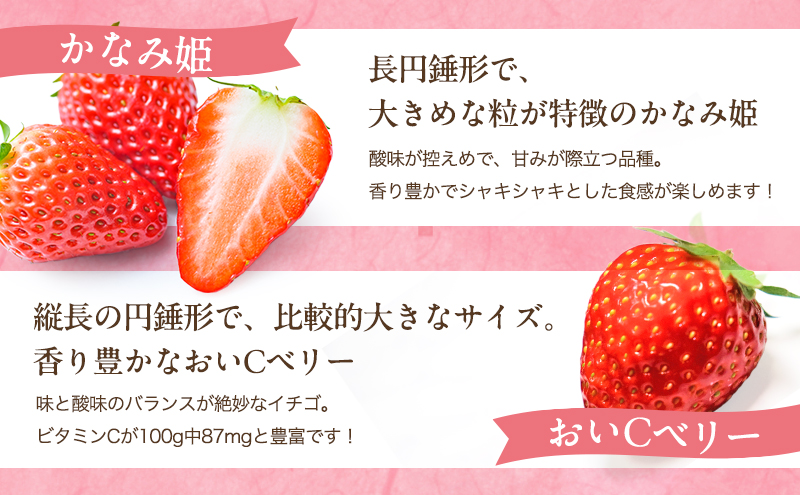 いちご 2026年 先行予約 いちごの宝石箱 1箱 12粒入り イチゴ 苺 果物 岡山県 赤磐市 