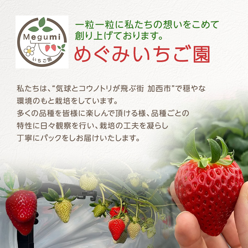 いちご　4パック 兵庫県 加西市 果物類 苺 イチゴ 果物詰合せ フルーツ 