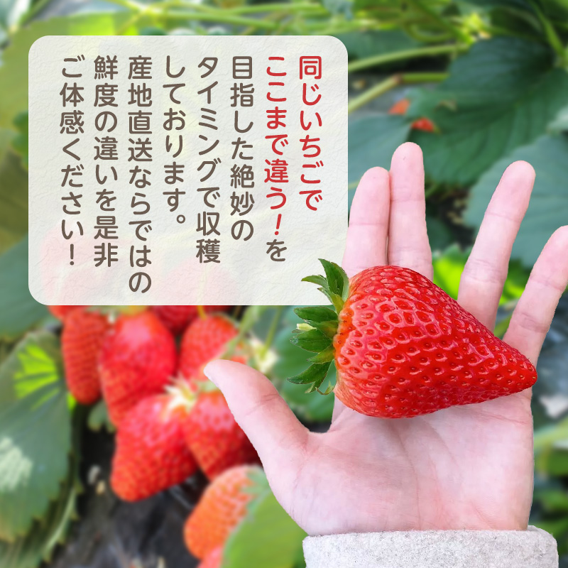 いちご　4パック 兵庫県 加西市 果物類 苺 イチゴ 果物詰合せ フルーツ 