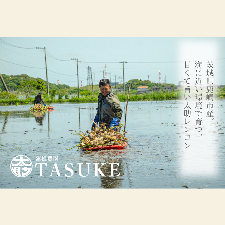 【先行予約】【奇跡のレンコン】茨城県鹿嶋市産 太助レンコン 約2kg 【れんこん 根菜 蓮根 れん根 2キロ 10000円以内 1万円以内】（KBU-1）