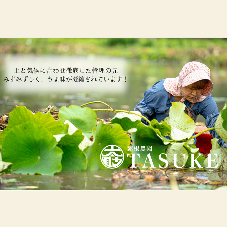 【先行予約】【奇跡のレンコン】茨城県鹿嶋市産 太助レンコン 約2kg 【れんこん 根菜 蓮根 れん根 2キロ 10000円以内 1万円以内】（KBU-1）