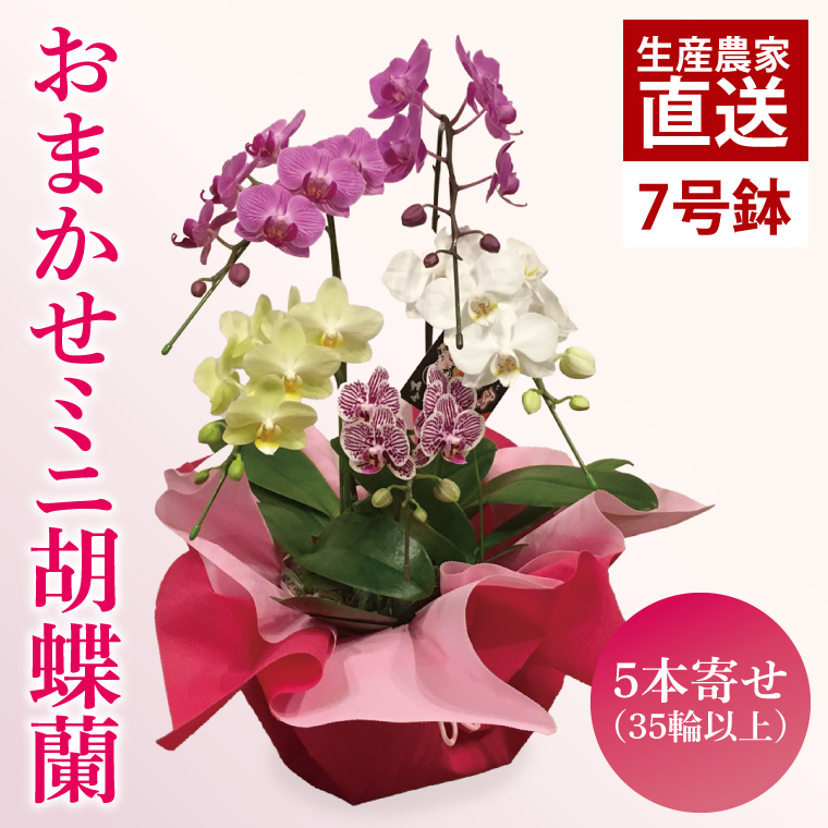 y錧sz܂~jӒi5{35ֈȏjy  R`E Ӓ  bsO 蕨 v[g a j a ̓ ̓ hV̓ s 錧ziKAR-3j
