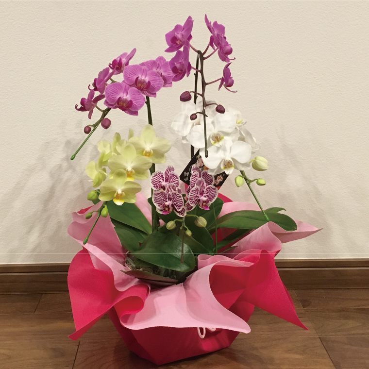おまかせミニ胡蝶蘭（5本寄せ35輪以上）【お花 花 コチョウラン 胡蝶蘭 蘭 ラッピング 贈り物 プレゼント 誕生日 お祝い 誕生日 母の日 父の日 敬老の日 鹿嶋市 茨城県】（KAR-3）