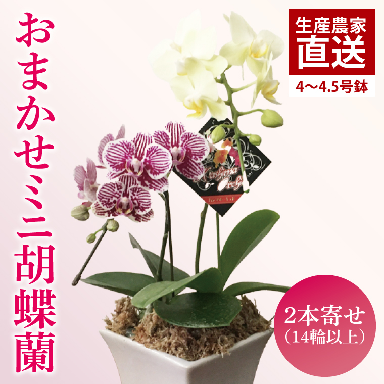 【茨城県鹿嶋市】おまかせミニ胡蝶蘭(2本寄せ14輪以上)【陶器鉢】【お花 花 コチョウラン 胡蝶蘭 蘭 贈り物 プレゼント 誕生日 お祝い 誕生日 母の日 父の日 敬老の日 鹿嶋市 茨城県】(KAR-4)