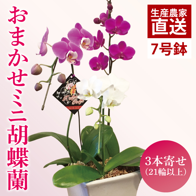 y錧sz܂~jӒi3{21ֈȏjy픫zy  R`E Ӓ  蕨 v[g a j a ̓ ̓ hV̓ s 錧z(KAR-5)
