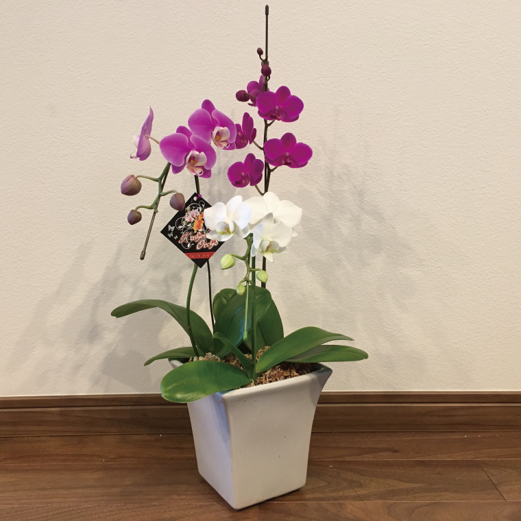おまかせミニ胡蝶蘭（3本寄せ21輪以上）【陶器鉢】【お花 花 コチョウラン 胡蝶蘭 蘭 贈り物 プレゼント 誕生日 お祝い 誕生日 母の日 父の日 敬老の日 鹿嶋市 茨城県】(KAR-5)