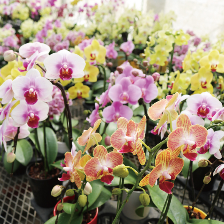 おまかせミニ胡蝶蘭（3本寄せ21輪以上）【陶器鉢】【お花 花 コチョウラン 胡蝶蘭 蘭 贈り物 プレゼント 誕生日 お祝い 誕生日 母の日 父の日 敬老の日 鹿嶋市 茨城県】(KAR-5)