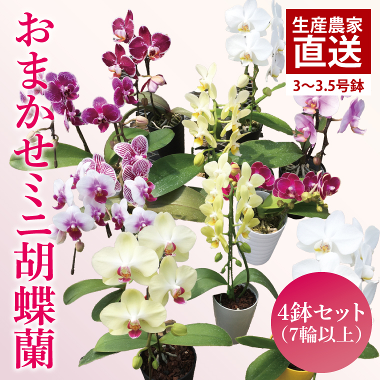 【茨城県鹿嶋市】おまかせミニ胡蝶蘭(単鉢・7輪以上)4鉢セット【お花 花 コチョウラン 胡蝶蘭 蘭 贈り物 プレゼント 誕生日 お祝い 誕生日 母の日 父の日 敬老の日 鹿嶋市 茨城県】(KAR-7)