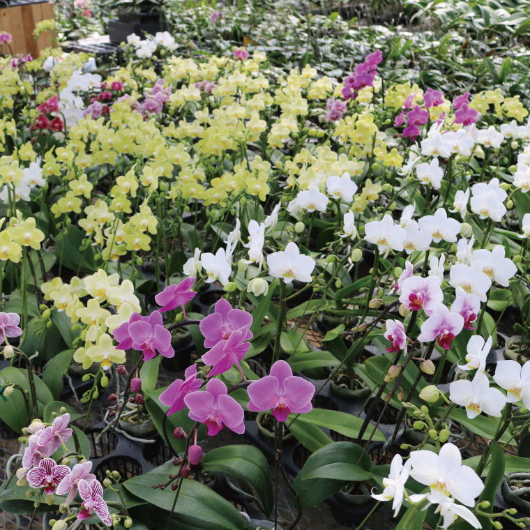 おまかせミニ胡蝶蘭（単鉢・7輪以上）4鉢セット【お花 花 コチョウラン 胡蝶蘭 蘭 贈り物 プレゼント 誕生日 お祝い 誕生日 母の日 父の日 敬老の日 鹿嶋市 茨城県】（KAR-7）