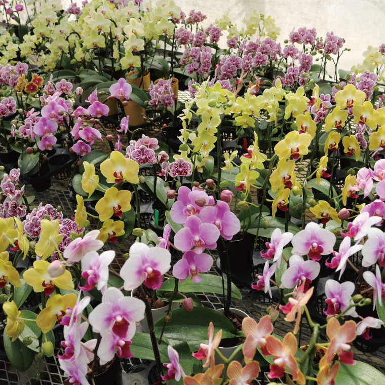 あんこ　ミニ花5点セット 匠菴謹製 ミニたんす御進物 「ほまれ」かすてぃら&今治産たおる