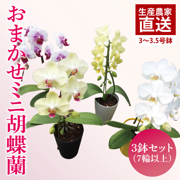 【茨城県鹿嶋市】おまかせミニ胡蝶蘭(単鉢・7輪以上)3鉢セット【お花 花 コチョウラン 胡蝶蘭 蘭 贈り物 プレゼント 誕生日 お祝い 誕生日 母の日 父の日 敬老の日 鹿嶋市 茨城県】(KAR-8)