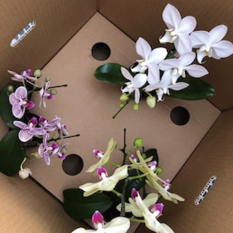 おまかせミニ胡蝶蘭（単鉢・7輪以上）3鉢セット【お花 花 コチョウラン 胡蝶蘭 蘭 贈り物 プレゼント 誕生日 お祝い 誕生日 母の日 父の日 敬老の日 鹿嶋市 茨城県】（KAR-8）