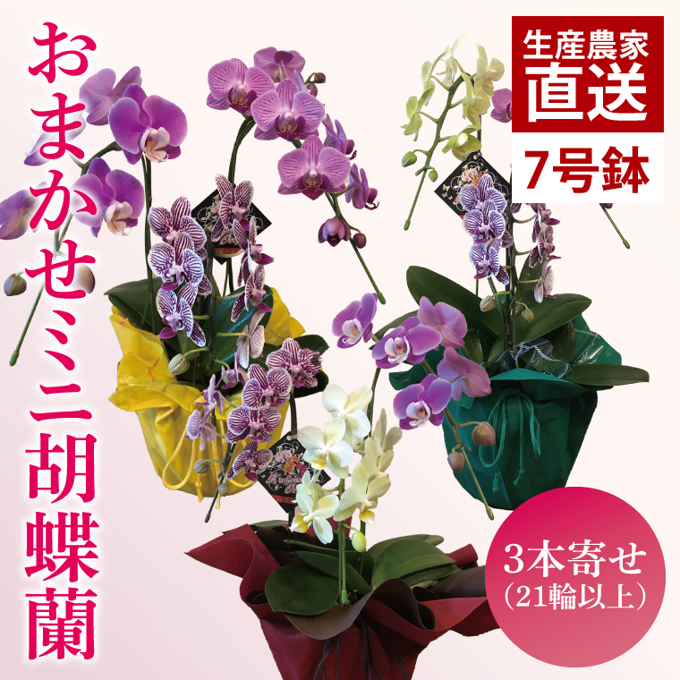 おまかせミニ胡蝶蘭（3本寄せMIX）【お花 花 コチョウラン 胡蝶蘭 蘭 ラッピング 贈り物 プレゼント 誕生日 お祝い 誕生日 母の日 父の日 敬老の日 鹿嶋市 茨城県】（KAR-9）