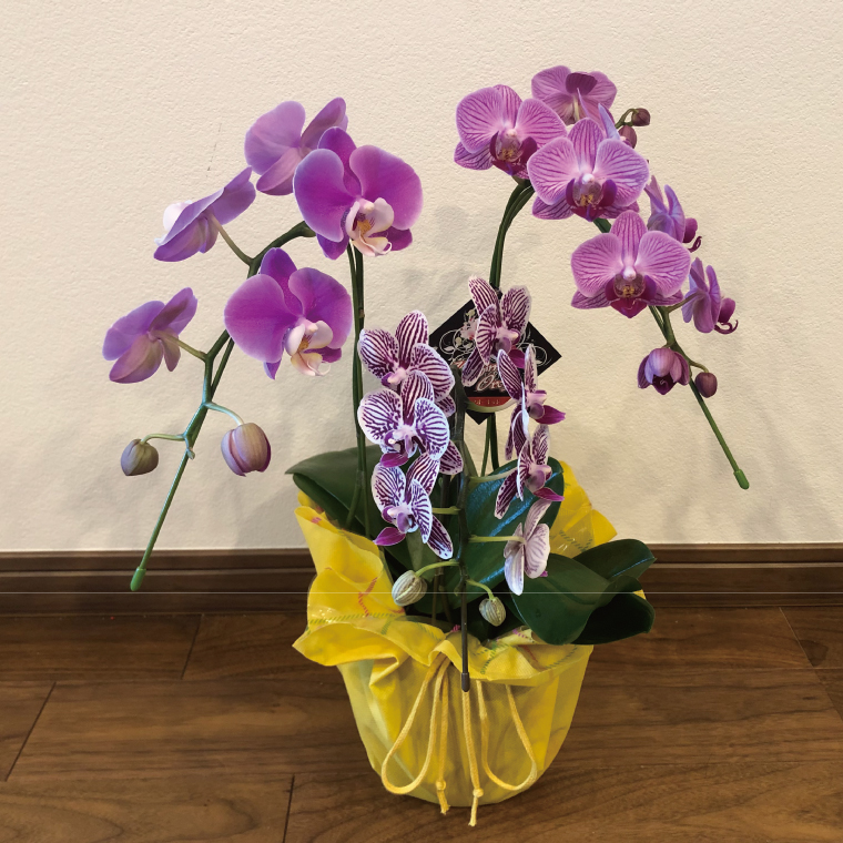 おまかせミニ胡蝶蘭（3本寄せMIX）【お花 花 コチョウラン 胡蝶蘭 蘭 ラッピング 贈り物 プレゼント 誕生日 お祝い 誕生日 母の日 父の日 敬老の日 鹿嶋市 茨城県】（KAR-9）