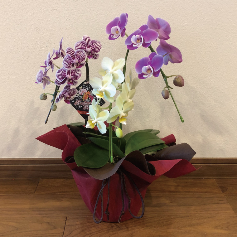 おまかせミニ胡蝶蘭（3本寄せMIX）【お花 花 コチョウラン 胡蝶蘭 蘭 ラッピング 贈り物 プレゼント 誕生日 お祝い 誕生日 母の日 父の日 敬老の日 鹿嶋市 茨城県】（KAR-9）