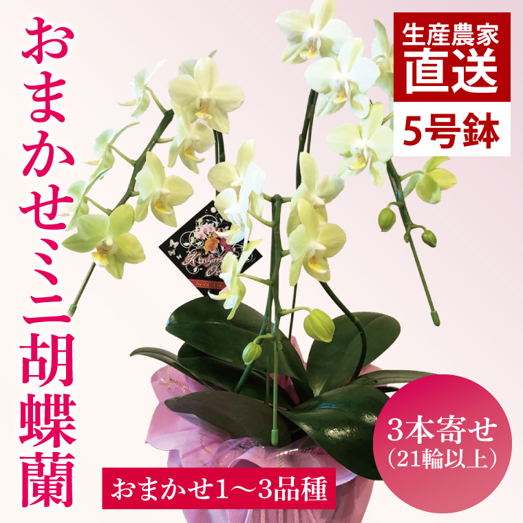 y錧szԔ_ƉII܂~jӒi3{񂹁jy  R`E Ӓ  bsO 蕨 v[g a j a ̓ ̓ hV̓ s 錧ziKAR-10j