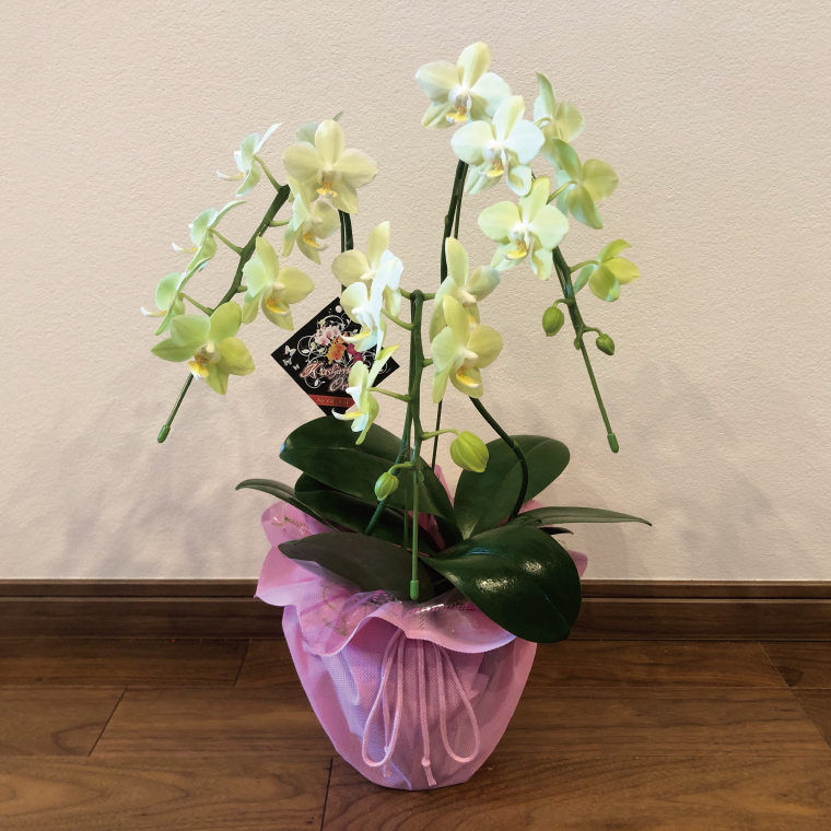 花農家応援企画！！おまかせミニ胡蝶蘭（3本寄せ）【お花 花 コチョウラン 胡蝶蘭 蘭 ラッピング 贈り物 プレゼント 誕生日 お祝い 誕生日 母の日 父の日 敬老の日 鹿嶋市 茨城県】（KAR-10）