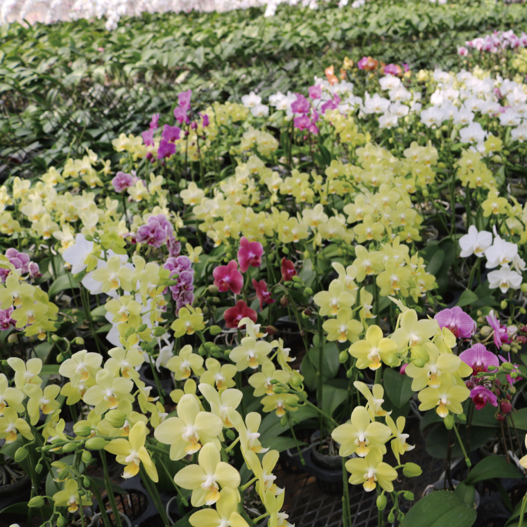 花農家応援企画！！おまかせミニ胡蝶蘭（3本寄せ）【お花 花 コチョウラン 胡蝶蘭 蘭 ラッピング 贈り物 プレゼント 誕生日 お祝い 誕生日 母の日 父の日 敬老の日 鹿嶋市 茨城県】（KAR-10）