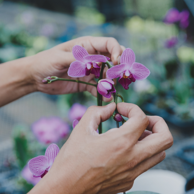花農家応援企画！！おまかせミニ胡蝶蘭（5本寄せ）【お花 花 コチョウラン 胡蝶蘭 蘭 ラッピング 贈り物 プレゼント 誕生日 お祝い 誕生日 母の日 父の日 敬老の日 鹿嶋市 茨城県】（KAR-11）