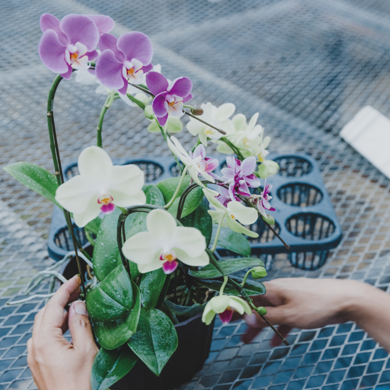 花農家応援企画！！おまかせミニ胡蝶蘭（5本寄せ）【お花 花 コチョウラン 胡蝶蘭 蘭 ラッピング 贈り物 プレゼント 誕生日 お祝い 誕生日 母の日 父の日 敬老の日 鹿嶋市 茨城県】（KAR-11）