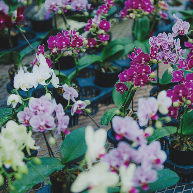 花農家応援企画！！おまかせミニ胡蝶蘭（5本寄せ）【お花 花 コチョウラン 胡蝶蘭 蘭 ラッピング 贈り物 プレゼント 誕生日 お祝い 誕生日 母の日 父の日 敬老の日 鹿嶋市 茨城県】（KAR-11）