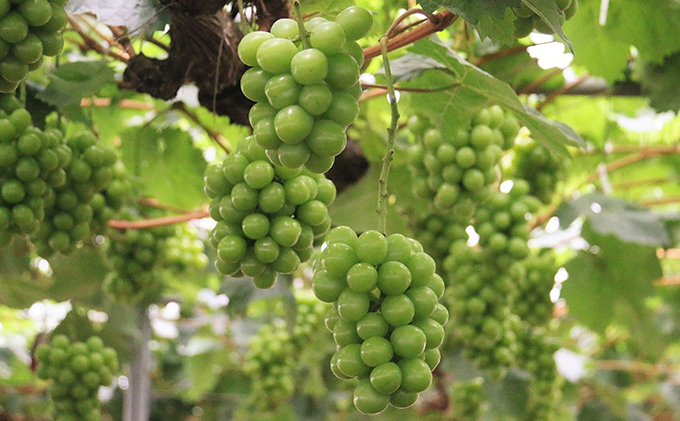 【2026年先行予約】 ぶどう 岡山県産 晴れの国からの 贈り物 オーロラブラック ＆ シャインマスカット 詰合せ 1.2kg以上(2房)《2026年9月上旬-9月中旬出荷》 葡萄 ブドウ フルーツ 果物 数量限定 期間限定 里庄町