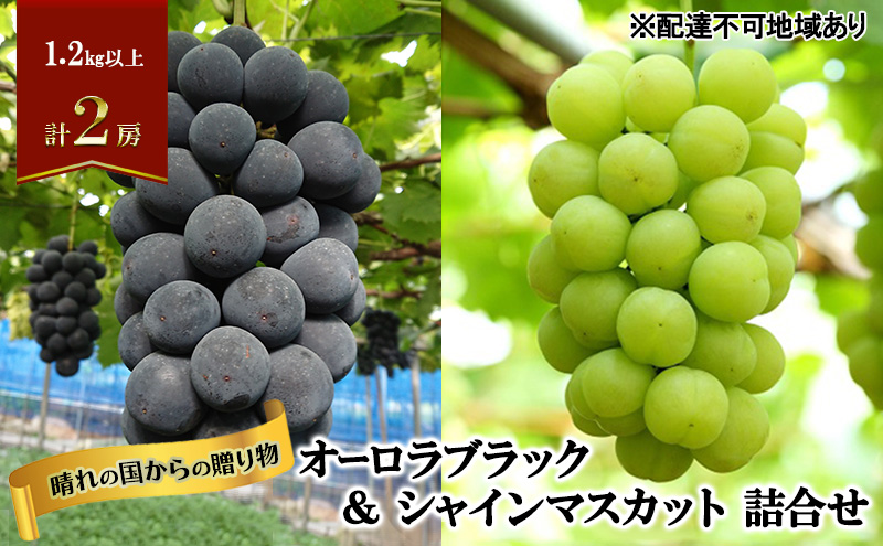 【2026年先行予約】 ぶどう 岡山県産 晴れの国からの 贈り物 オーロラブラック ＆ シャインマスカット 詰合せ 1.2kg以上(2房)《2026年9月上旬-9月中旬出荷》 葡萄 ブドウ フルーツ 果物 数量限定 期間限定 里庄町