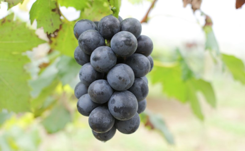 2026年 早期受付 ぶどう 晴れの国 ピオーネ 2kg（3～5房）化粧箱入り 岡山県 高梁市 ブドウ 葡萄 果物 フルーツ