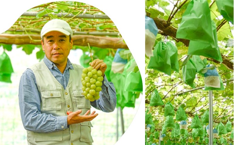 2026年 早期受付 ぶどう 晴れの国 シャインマスカット 2kg（3～5房）化粧箱入り 岡山県 高梁市 ブドウ 葡萄 果物 フルーツ