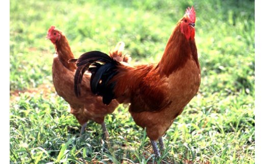 愛知県碧南市のふるさと納税 元祖白だし濃厚スープ　名古屋コーチン鶏鍋セット（3～4人前）　H001-069