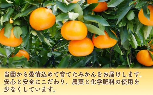 数量限定 先行予約 訳あり せとか 3kg みかん 家庭用 サイズミックス 14000円 高級 人気 ブランド プレミアム 柑橘 果物 フルーツ 期間限定 産地直送 国産 農家直送 わけあり 特産品 お取り寄せ mikan 蜜柑 ミカン オレンジ スマイルカット ビタミン 甘い おいしい 大トロ 不揃い 吉田農園 愛南町 愛媛県