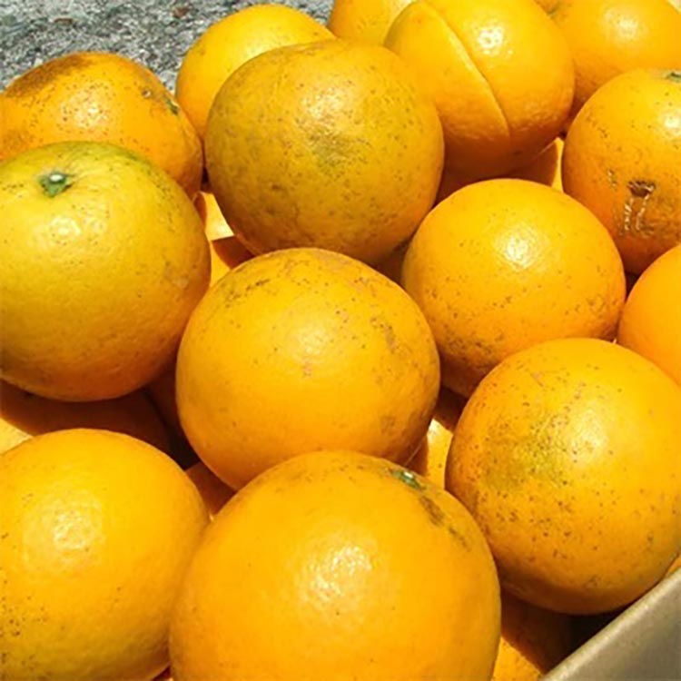 バレンシアオレンジ［約5kg］湯浅町田村産 春みかん 春柑橘 【果実サイズおまかせ】｜和歌山県産 柑橘 フルーツ 紀伊国屋文左衛門本舗