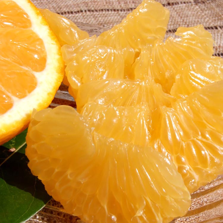 甘夏(あまなつ)秀品[約7kg] 和歌山県有田産 春みかん 【果実サイズおまかせ】｜和歌山県産 柑橘 フルーツ 紀伊国屋文左衛門本舗