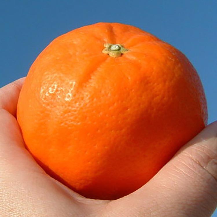 セミノールオレンジ[約5kg] 和歌山県有田産 春みかん 【果実サイズおまかせ】｜和歌山県産 柑橘 フルーツ 紀伊国屋文左衛門本舗