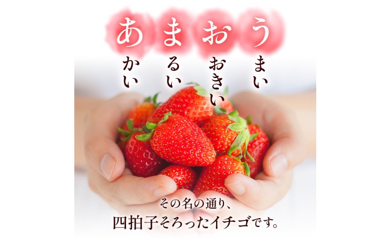 苺 福岡県産 あまおう 500g（2パック） 先行予約 発送予定：2026年2月より順次発送 いちご イチゴ 果物 ※配送不可:離島