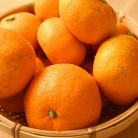 ZD92061_【家庭用】有田ブランド 賢みかん 約5kg（S～Lサイズおまかせ）