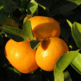 ZD92061_【家庭用】有田ブランド 賢みかん 約5kg（S～Lサイズおまかせ）