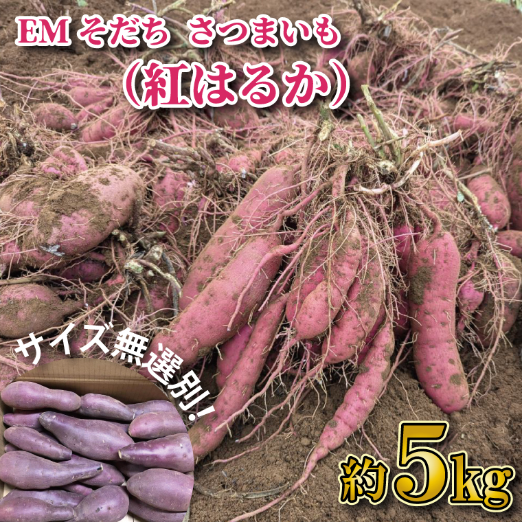 【2026年1月上旬より順次発送】★訳あり★無選別「はるかにおいしいさつまいも」EMそだち紅はるか 約5kg｜さつまいも 芋 サツマイモ 紅はるか 訳あり わけあり ワケアリ 先行予約 EM 栄養 焼き芋 蒸かし芋 天ぷら 大学芋 茨城県 行方市(HH-1)