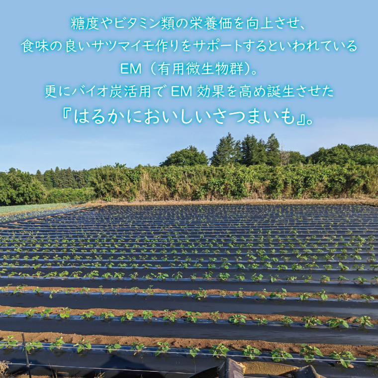 【2026年1月上旬より順次発送】★訳あり★無選別「はるかにおいしいさつまいも」EMそだち紅はるか 約5kg｜さつまいも 芋 サツマイモ 紅はるか 訳あり わけあり ワケアリ 先行予約 EM 栄養 焼き芋 蒸かし芋 天ぷら 大学芋 茨城県 行方市(HH-1)