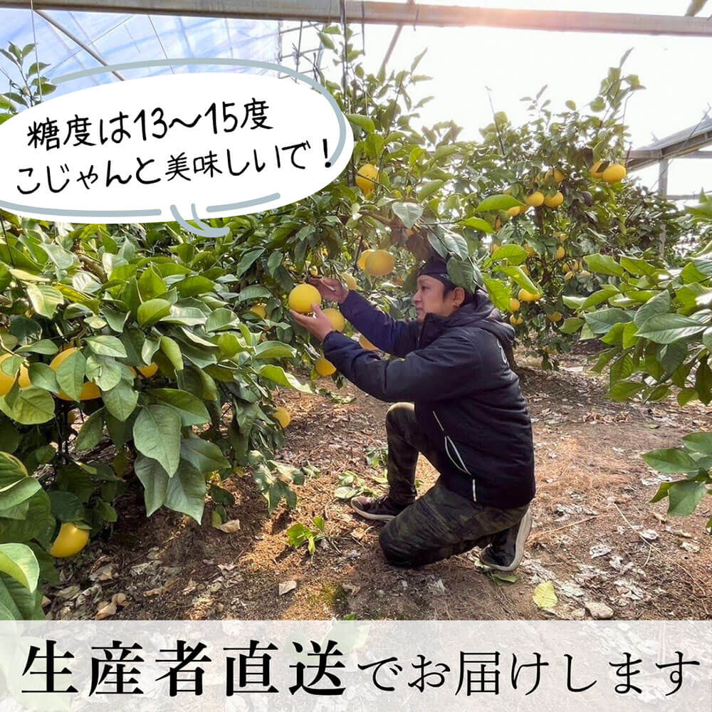 ＜土佐文旦の藤岡＞先行予約　厳選 温室土佐文旦 3kg (5～6玉）文旦 ぶんたん ブンタン 土佐文旦 ハウス栽培 甘い 柑橘 フルーツ 果物 ご当地 お取り寄せ