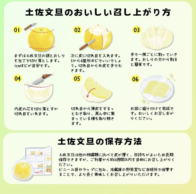 ＜土佐文旦の藤岡＞先行予約　厳選 温室土佐文旦 3kg (5～6玉）文旦 ぶんたん ブンタン 土佐文旦 ハウス栽培 甘い 柑橘 フルーツ 果物 ご当地 お取り寄せ