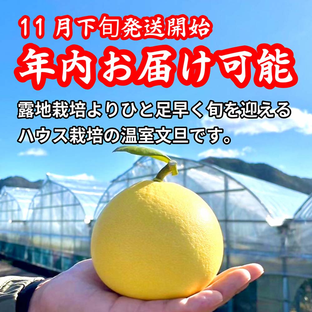 ＜土佐文旦の藤岡＞先行予約　厳選 温室土佐文旦 5kg (7～8玉）文旦 ぶんたん ブンタン 土佐文旦 ハウス栽培 甘い  柑橘 フルーツ 果物 ご当地 お取り寄せ