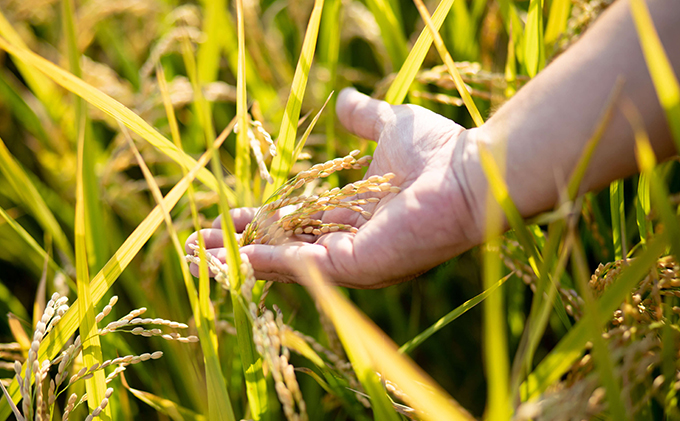 米 令和7年産 石原果樹園の備前乙女米 白米 30kg×1袋 ※11月上旬～順次発送予定 お米 精米 白米 ライス  乳酸菌栽培 岡山県 おにぎり お弁当