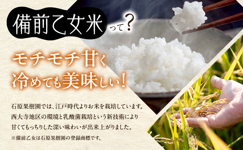 米 令和7年産 石原果樹園の備前乙女米 白米 5kg×1袋 ※11月上旬～順次発送予定 お米 精米 白米 ライス  乳酸菌栽培 岡山県 おにぎり お弁当