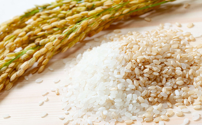 米 令和7年産 石原果樹園の備前乙女米 玄米 10kg×1袋 ※11月上旬～順次発送予定 ライス  お米 ライス  乳酸菌栽培 岡山県 おにぎり お弁当