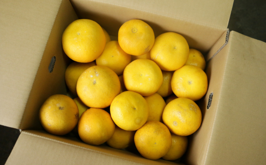 訳あり  愛南ゴールド 8kg  S～Mサイズ